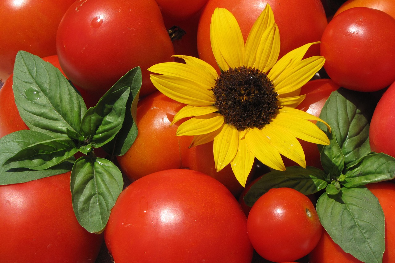 tomatoes sunflower basil free photo