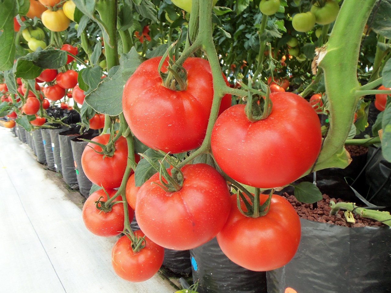 tomatoes vegetables vegetable free photo