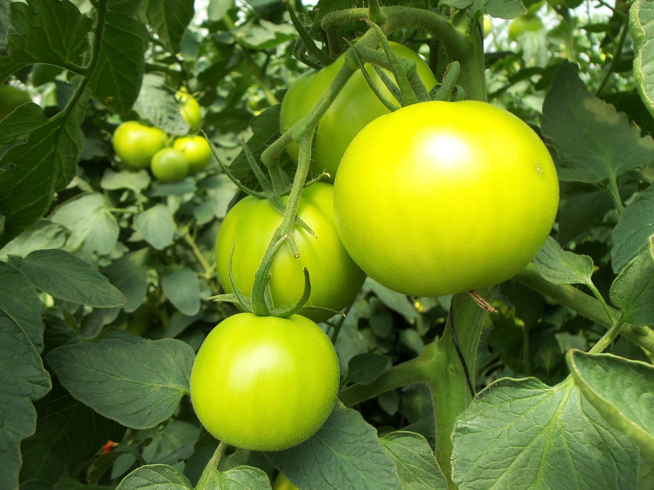 tomatoes green vegetable free photo