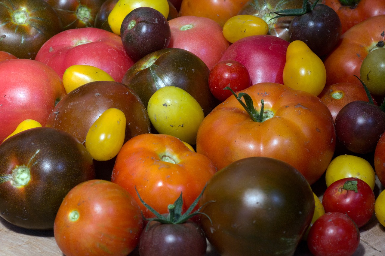 tomatoes fruit garden free photo