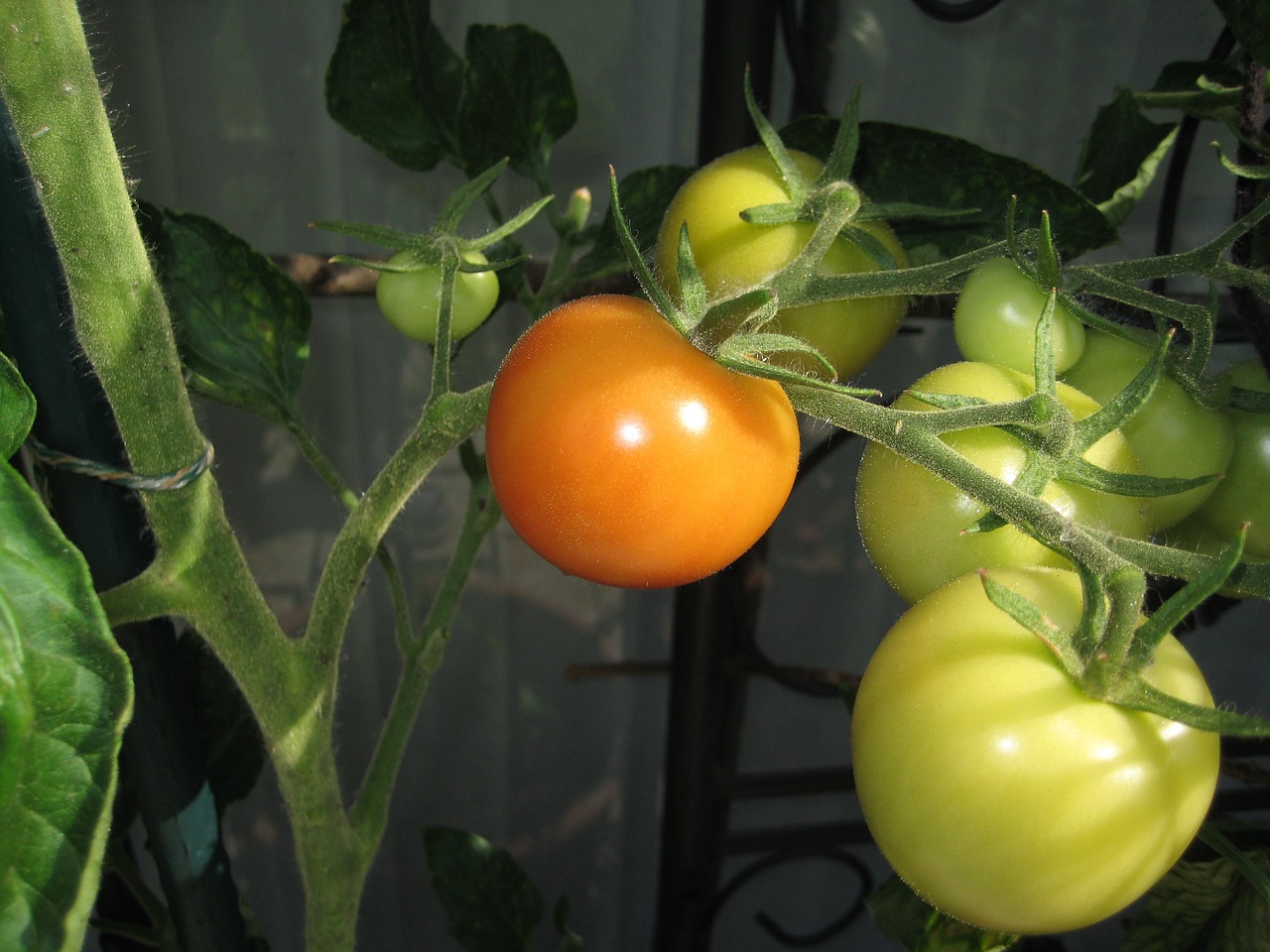 tomatoes summer garden free photo