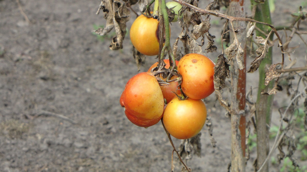 tomatoes plant crop failure free photo