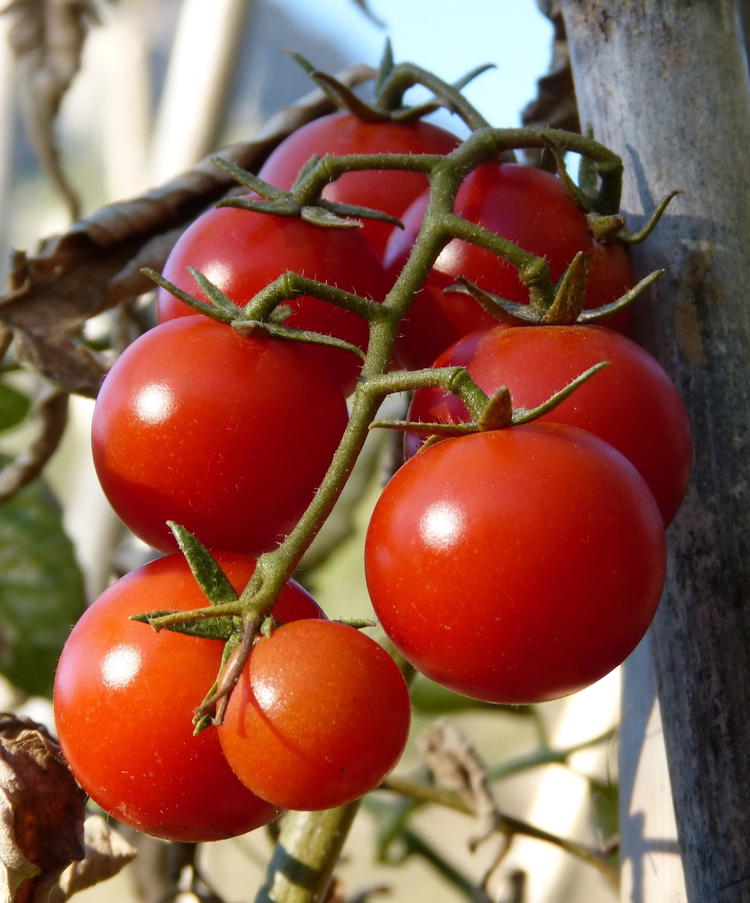 tomatoes vine tomatoes ecological free photo