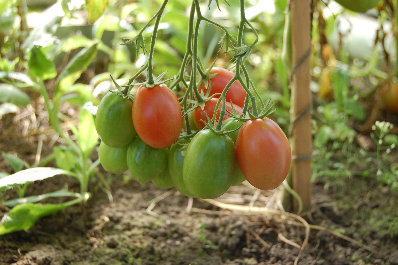 tomatoes vegetables tomato free photo