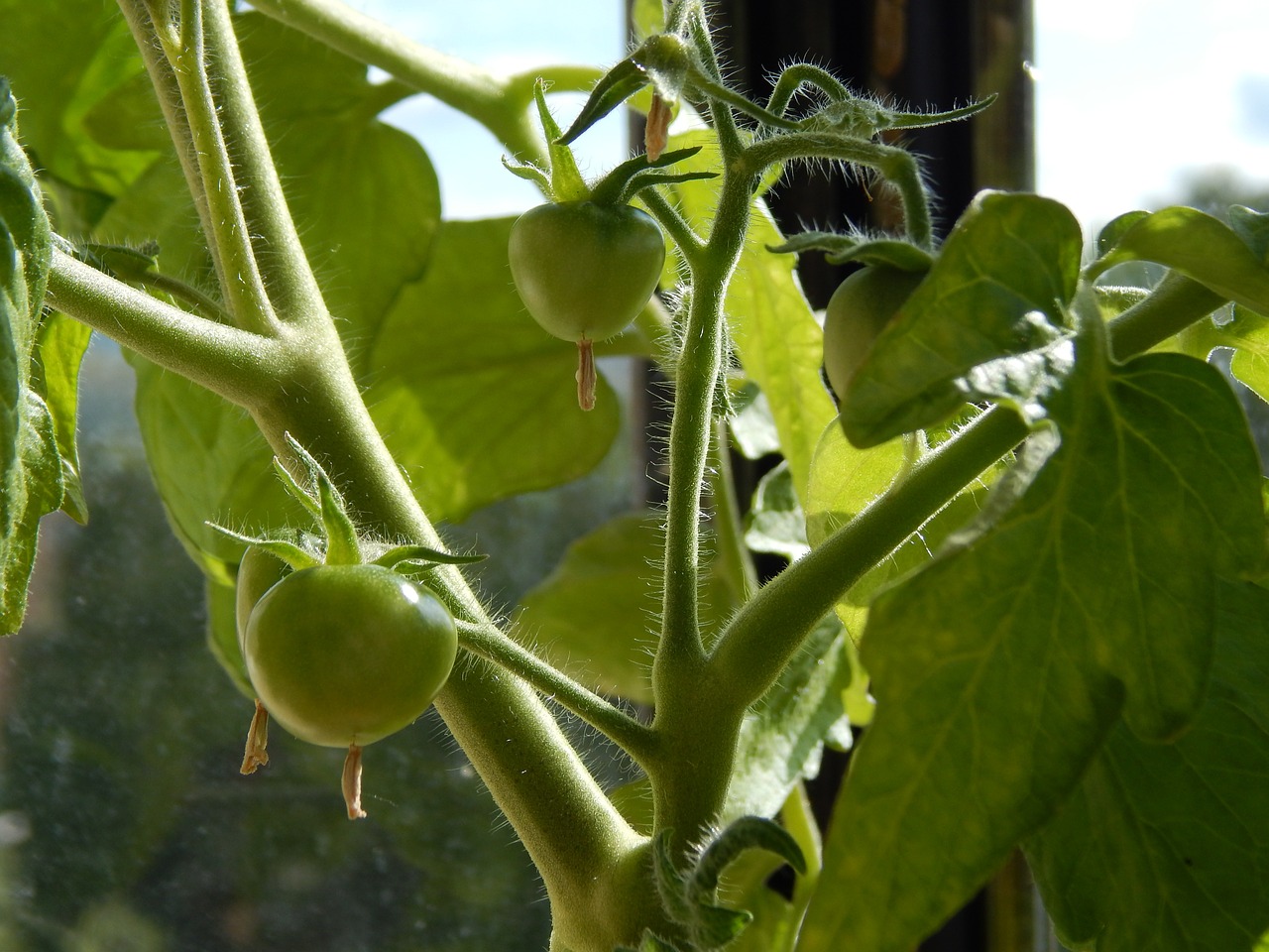 tomatoes vegetables greens free photo