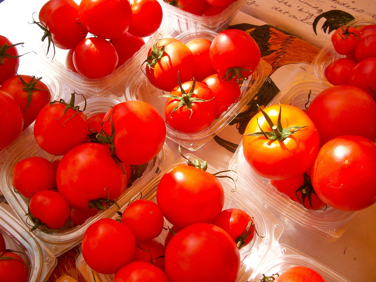 tomatoes vegetables healthy free photo