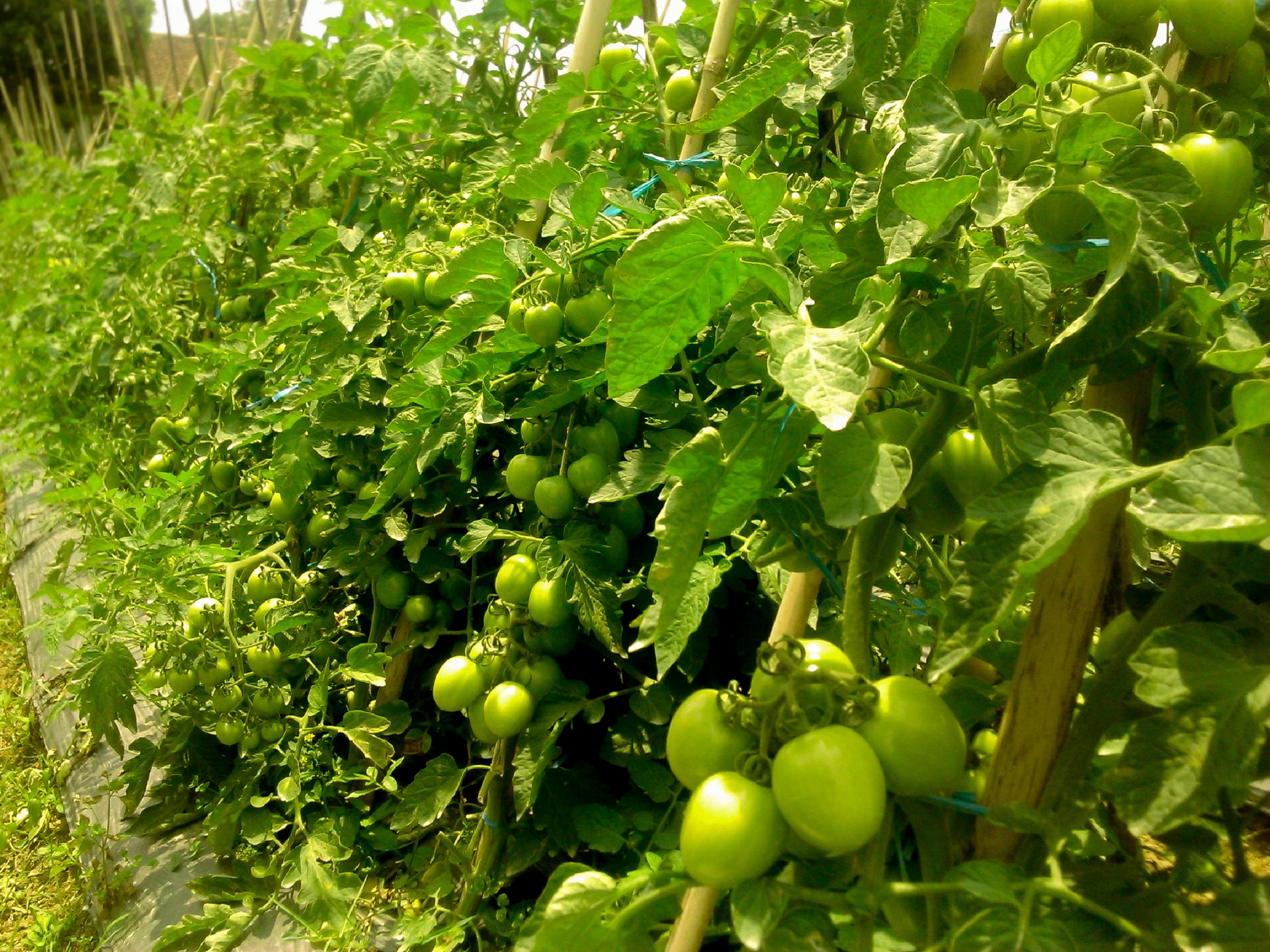 tomato tomatoes field free photo