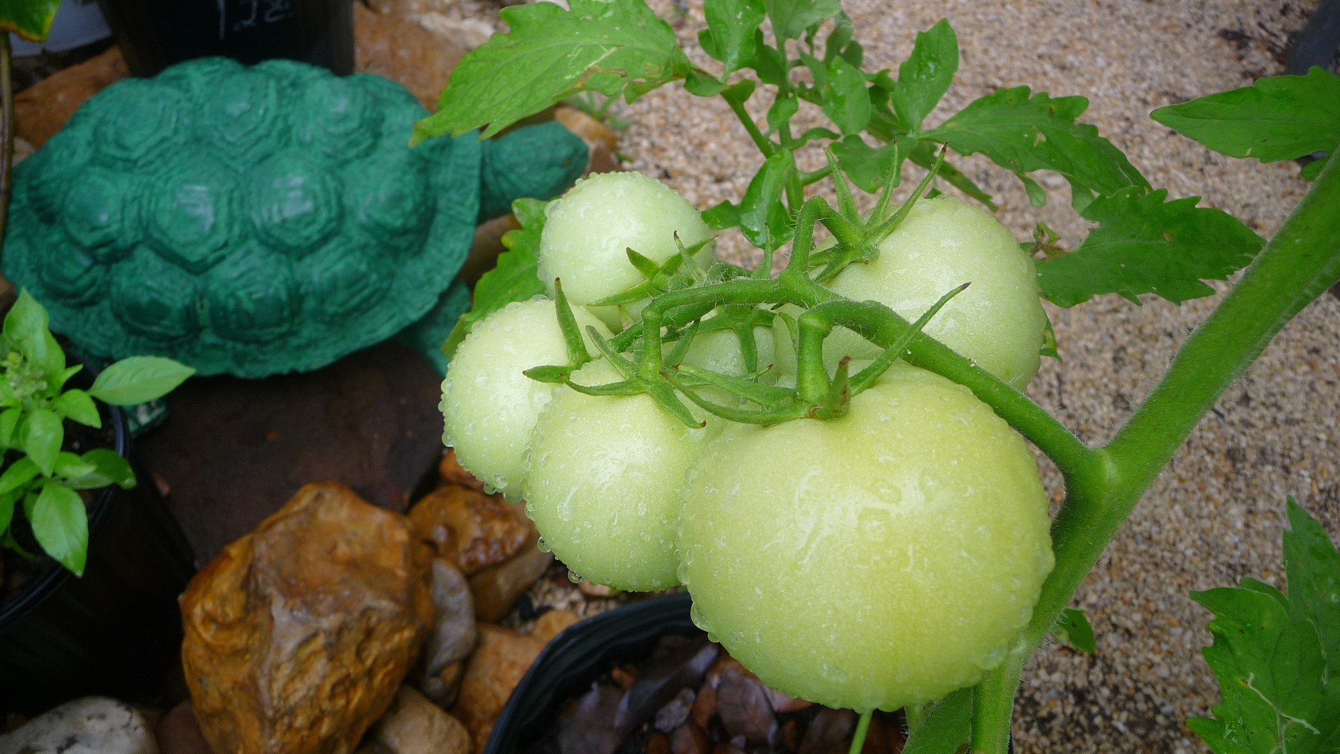 tomatoes vegetables garden free photo