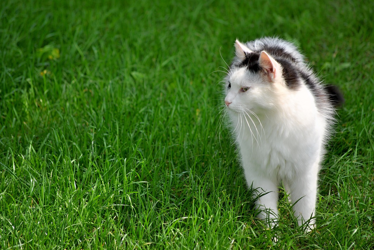 tomcat summer hair free photo