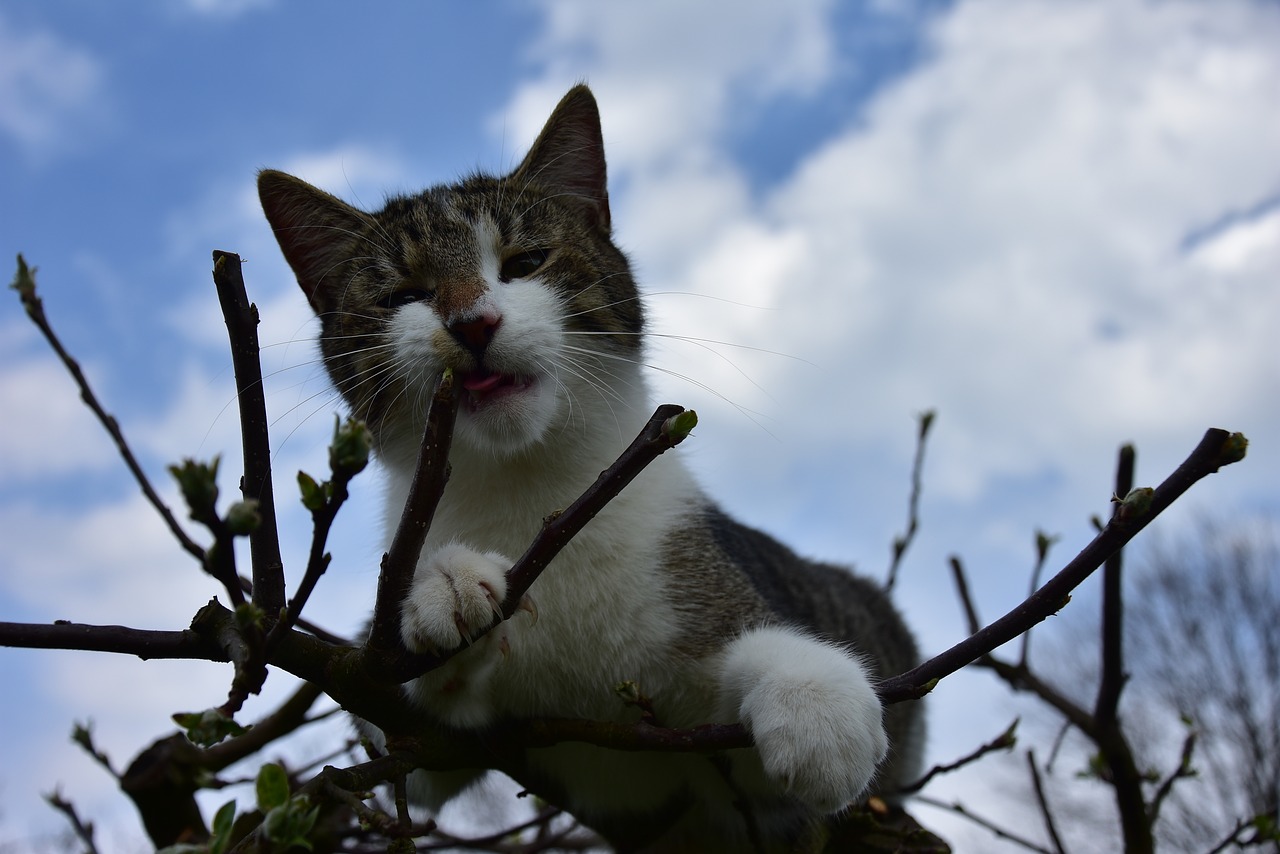 tomcat  cat  tree free photo