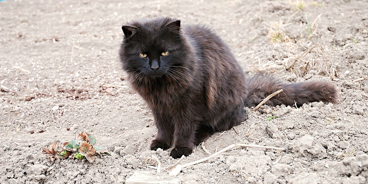 tomcat black country free photo