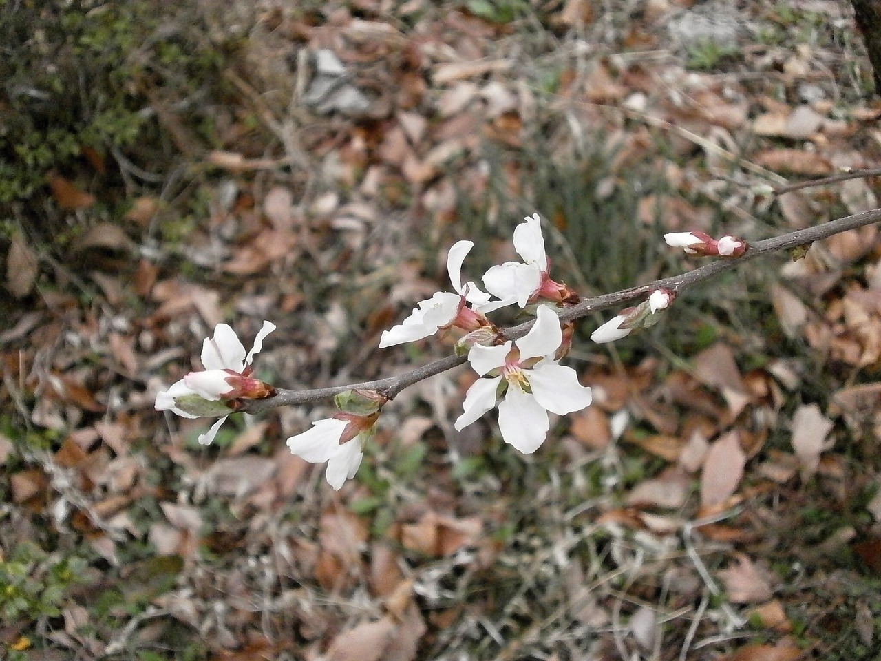 tomentosa cherry plum free photo