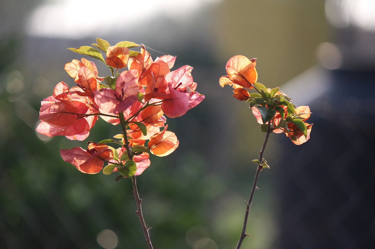 tomorrow  flower  backlight free photo