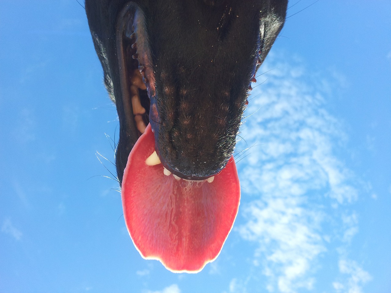 tongue dog snout free photo