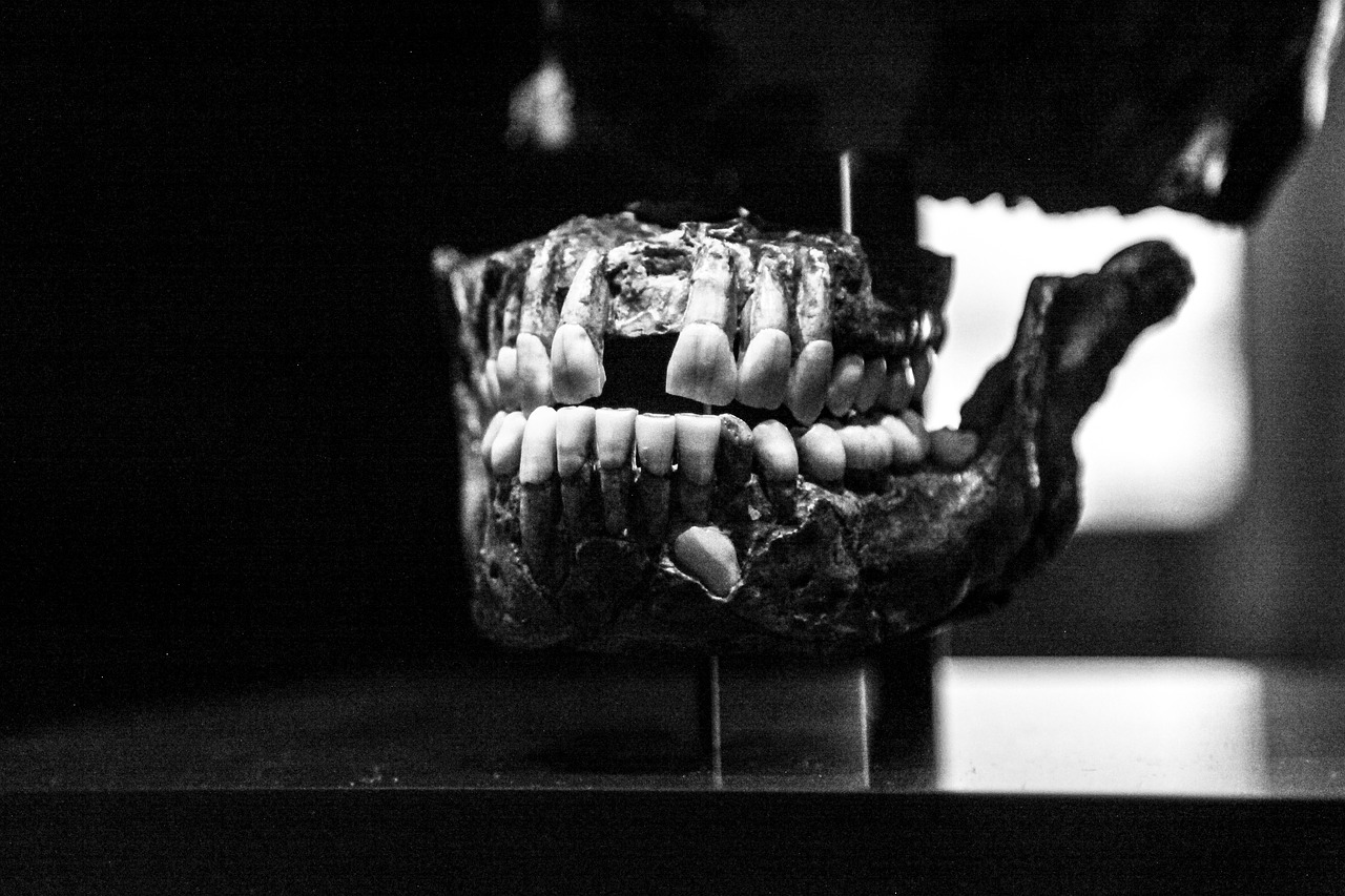 tooth bone skull free photo