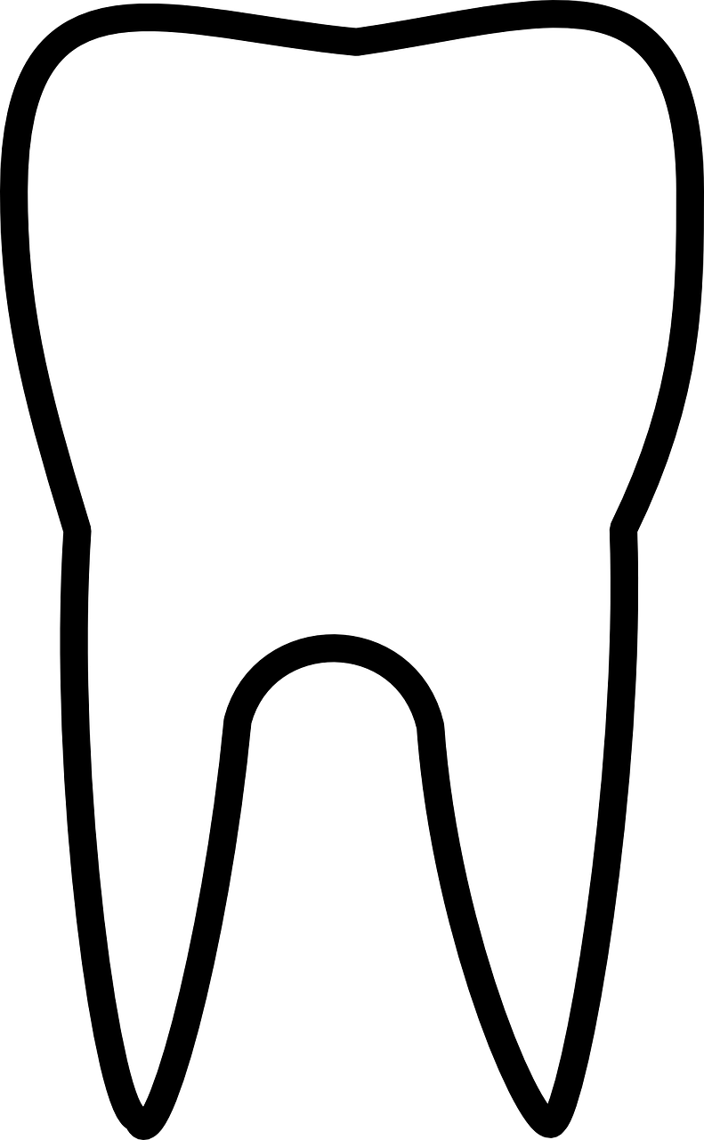 tooth molar dental free photo