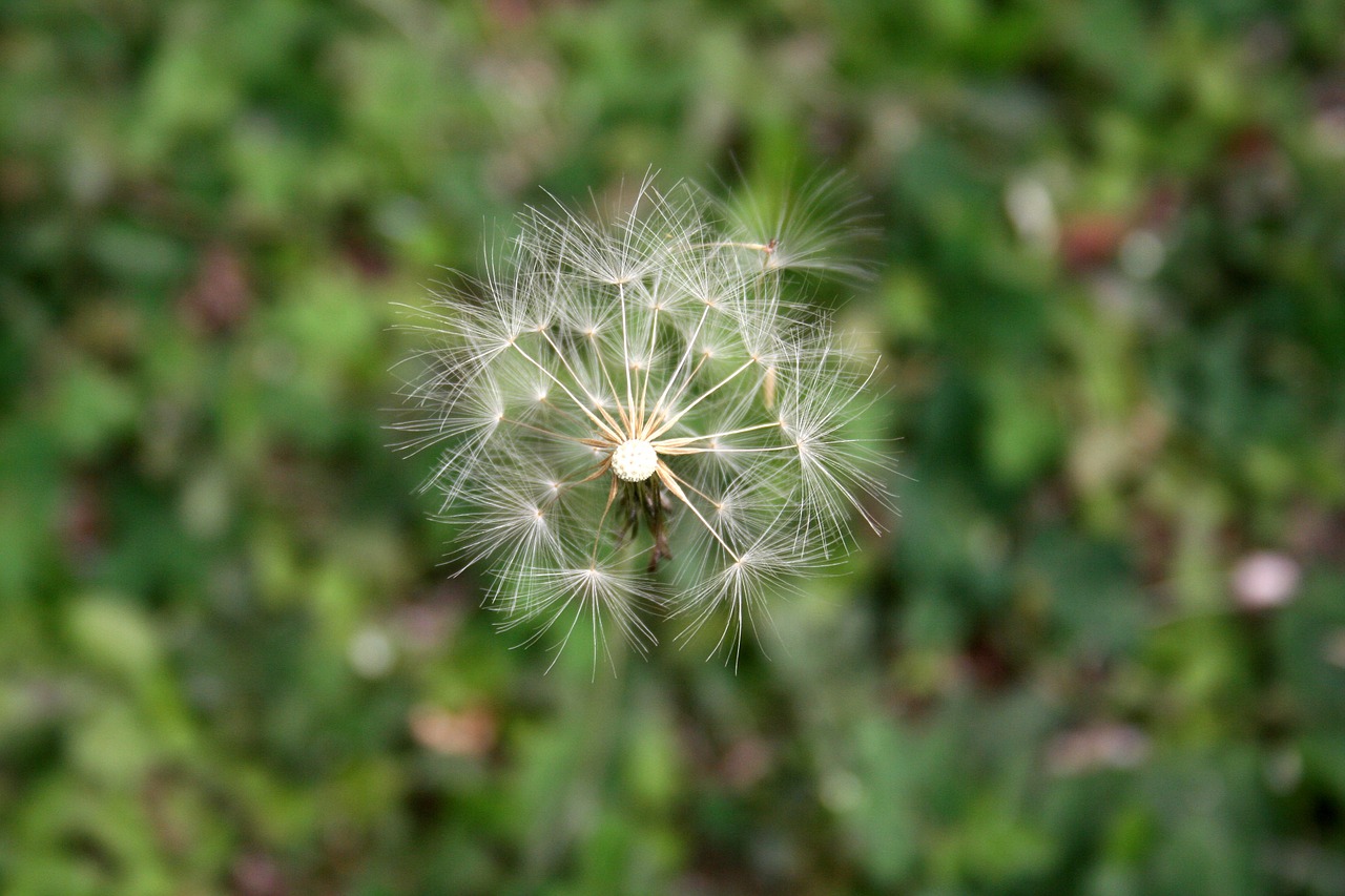 tooth lion flower nature free photo