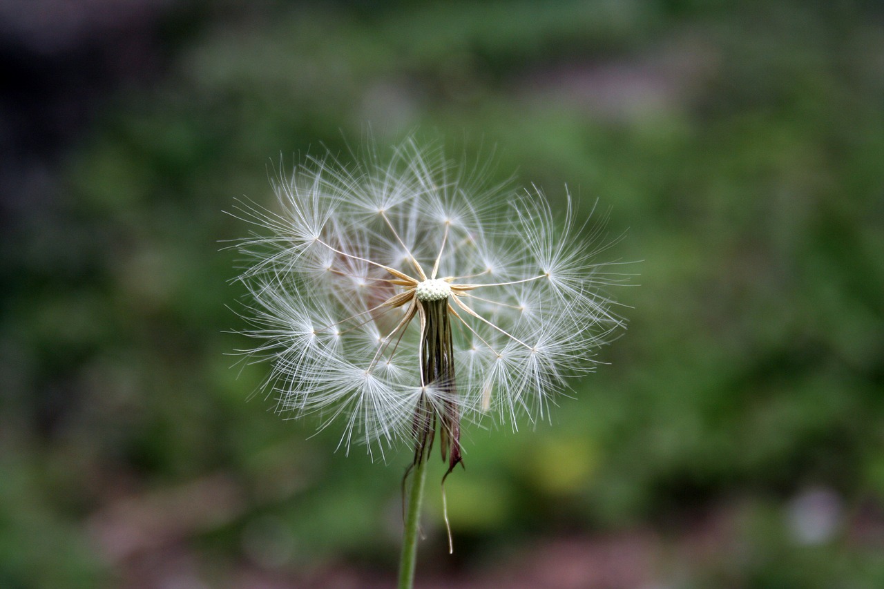 tooth lion flower nature free photo