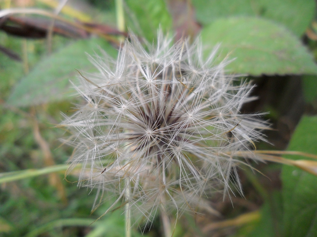 tooth lion wild flower nature free photo