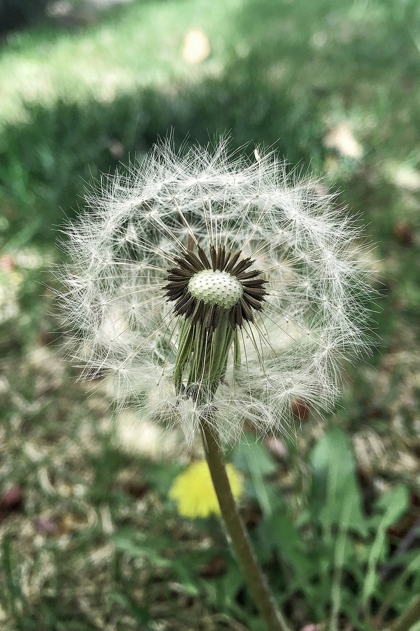 tooth lion spring wild flora free photo