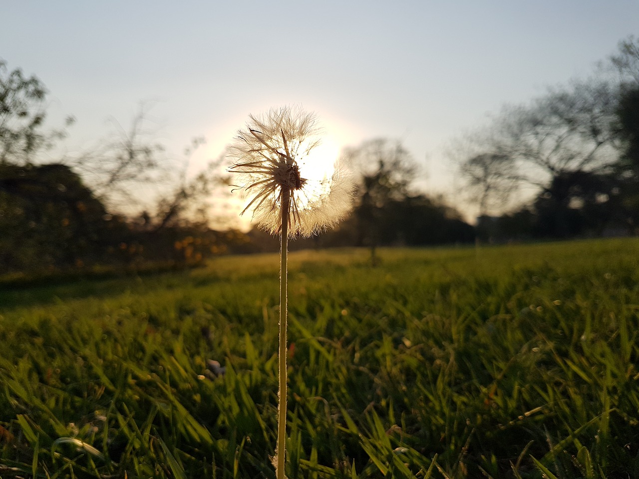 tooth-of-lion flower landscape free photo