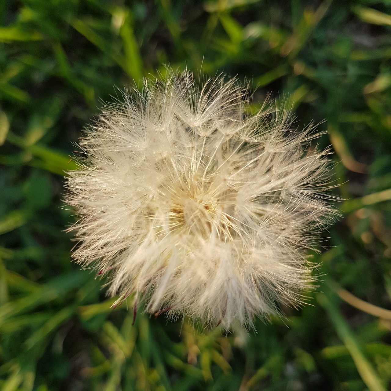 tooth-of-lion flower grass free photo