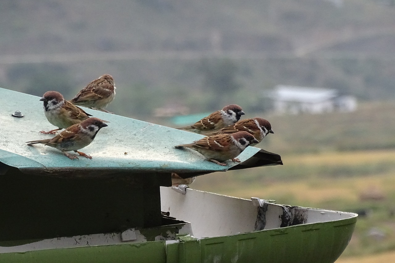 top sparrow bird free photo