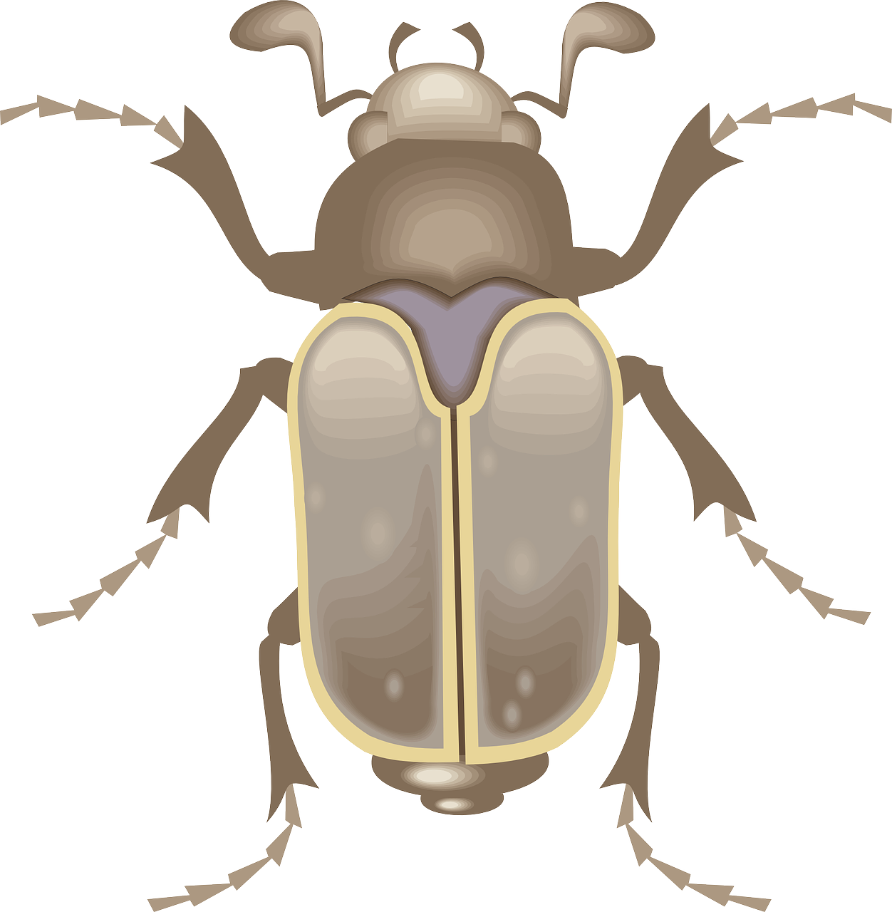 top,view,wings,insect,beetle,legs,free vector graphics,free pictures, free photos, free images, royalty free, free illustrations, public domain