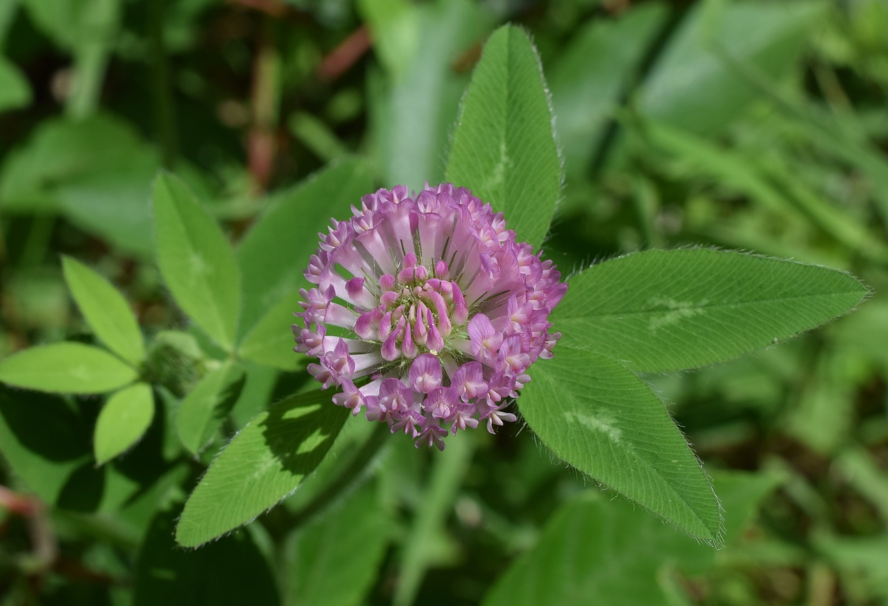 top-down purple clover blossom bloom free photo