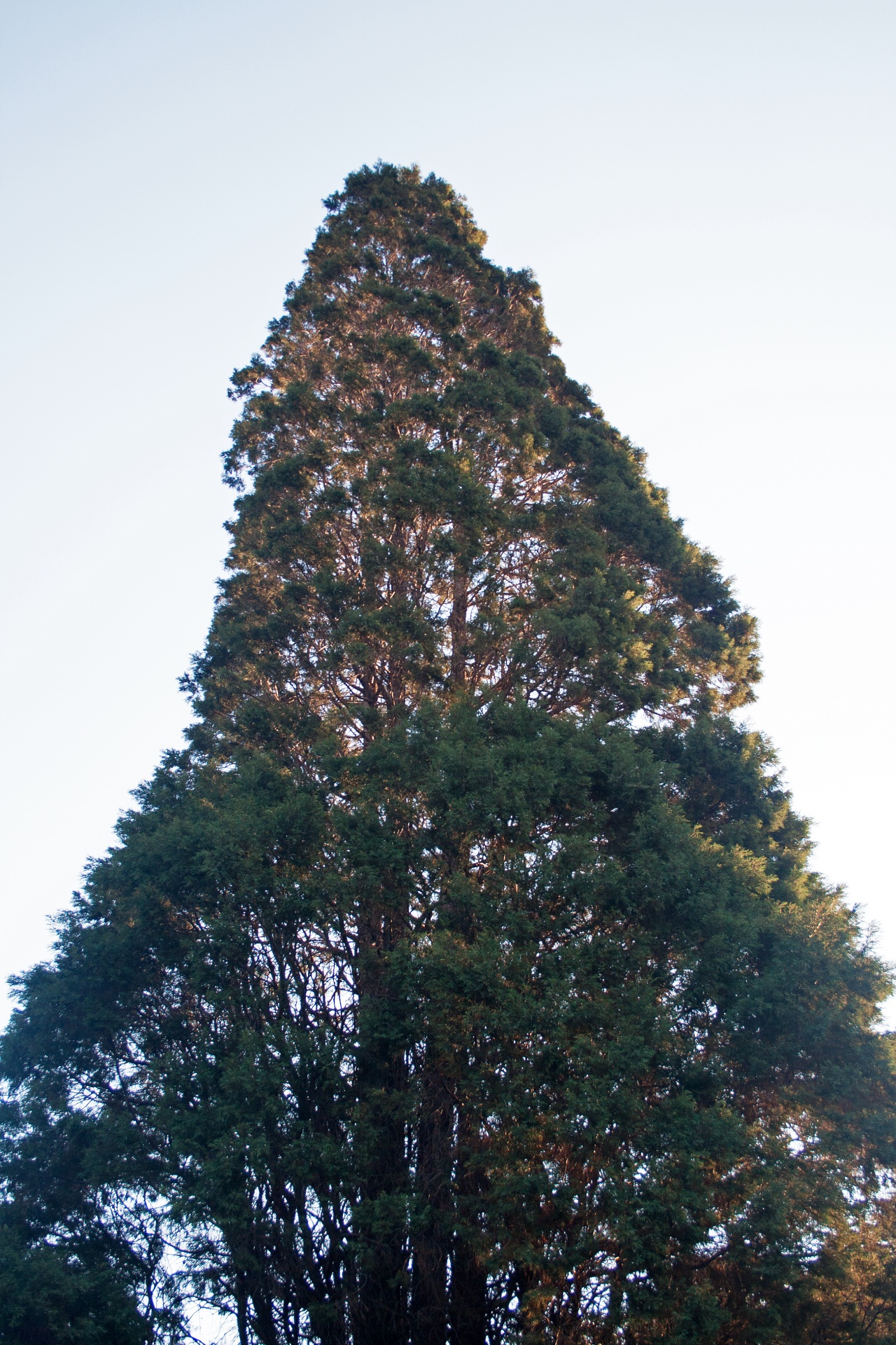 tree top conifer free photo
