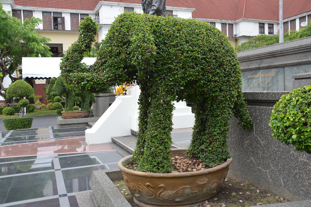 topiary elephant hedge free photo