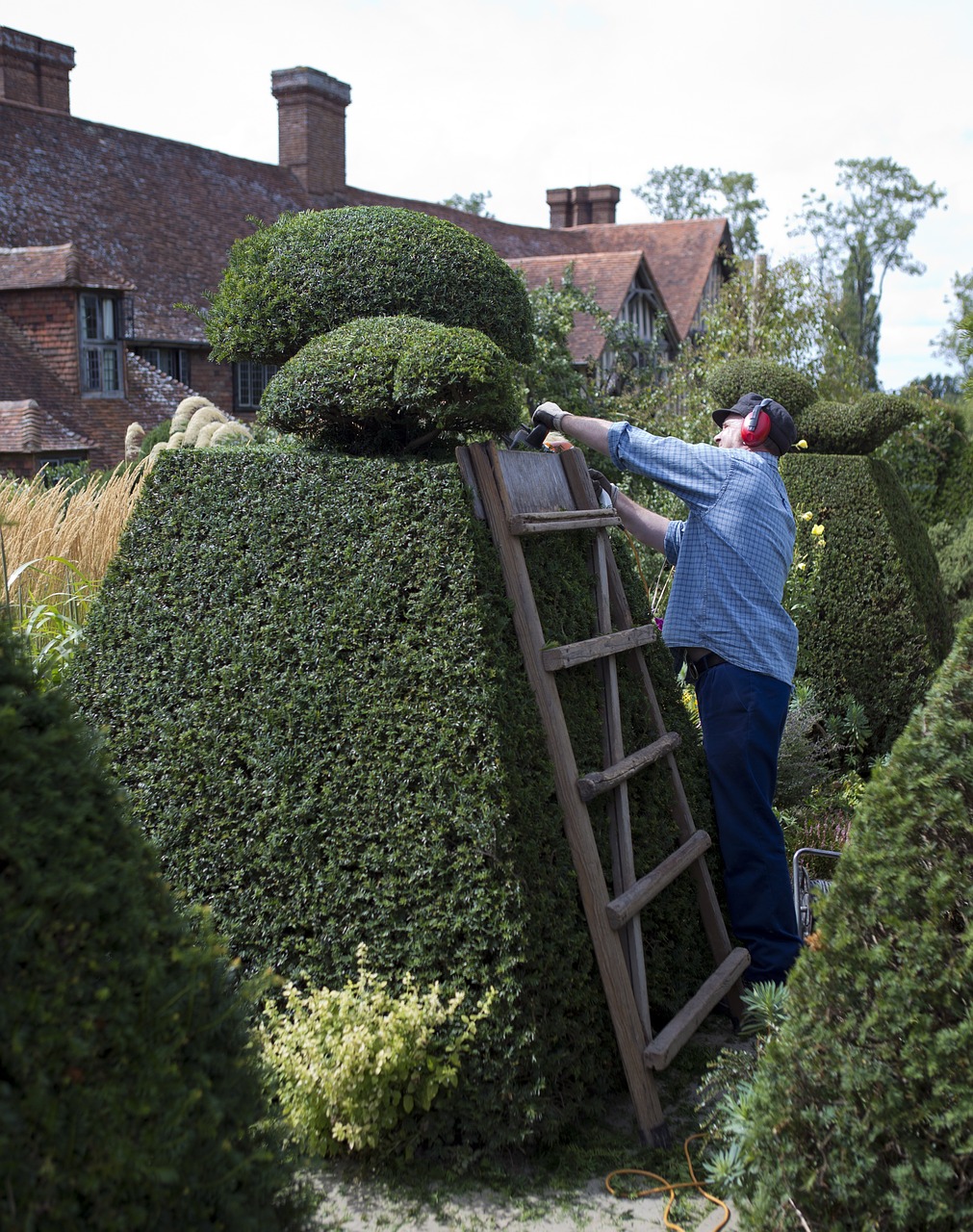 topiary electric hedge trimmer gardener free photo