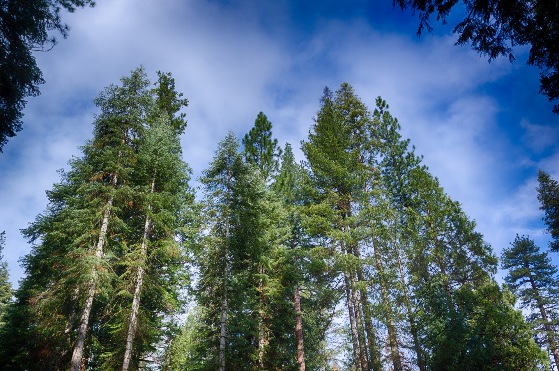 autumn branches coniferous free photo