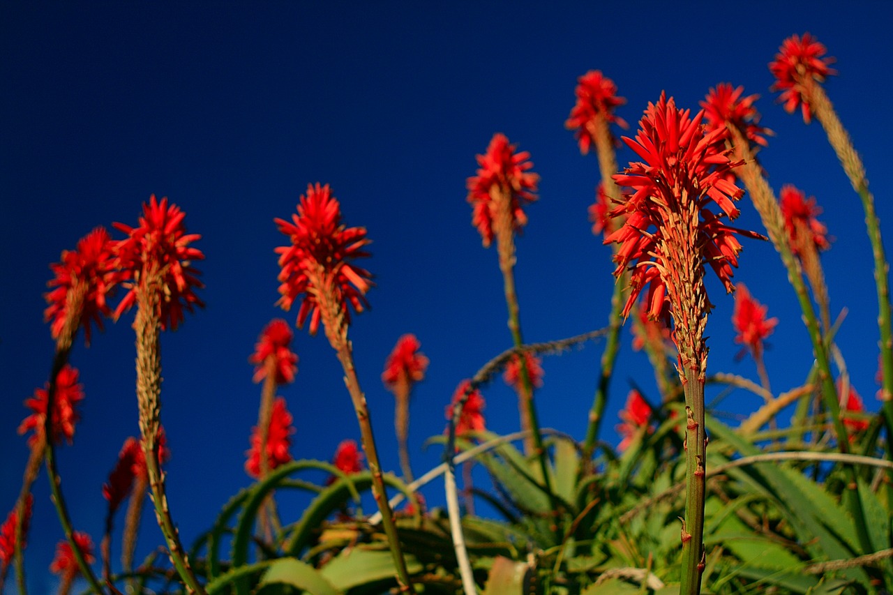 torch aloe red flower free photo