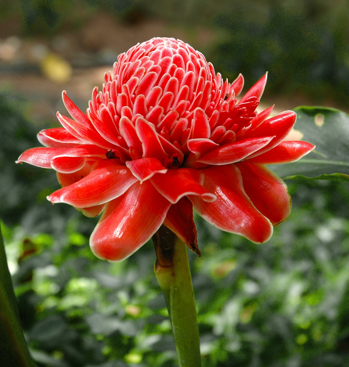 torch ginger blossom bloom free photo