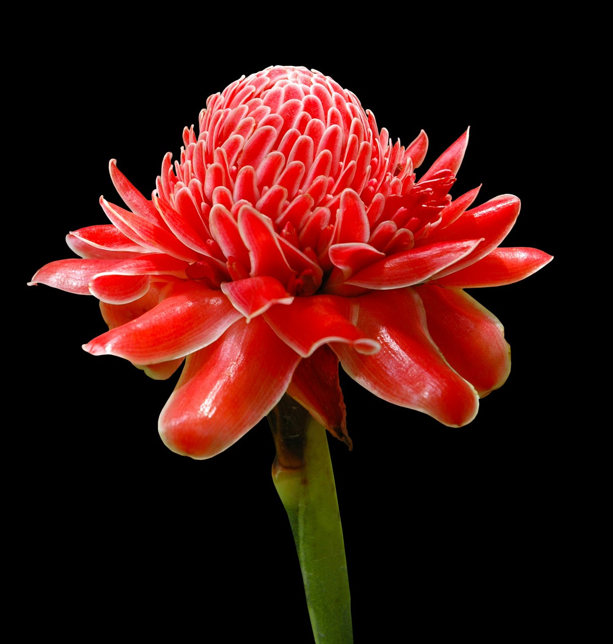 torch ginger blossom bloom free photo