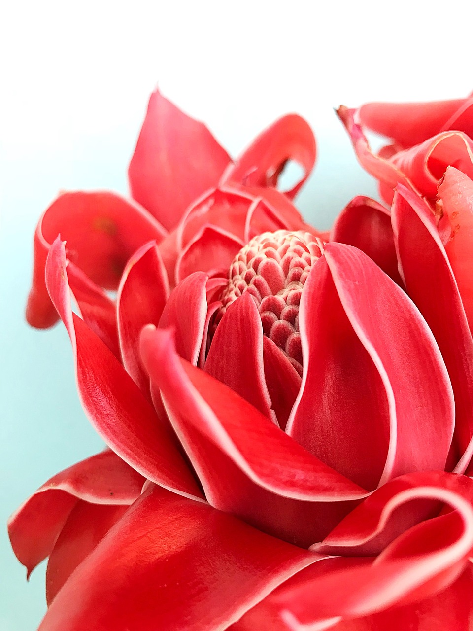 torch ginger  love  romance free photo