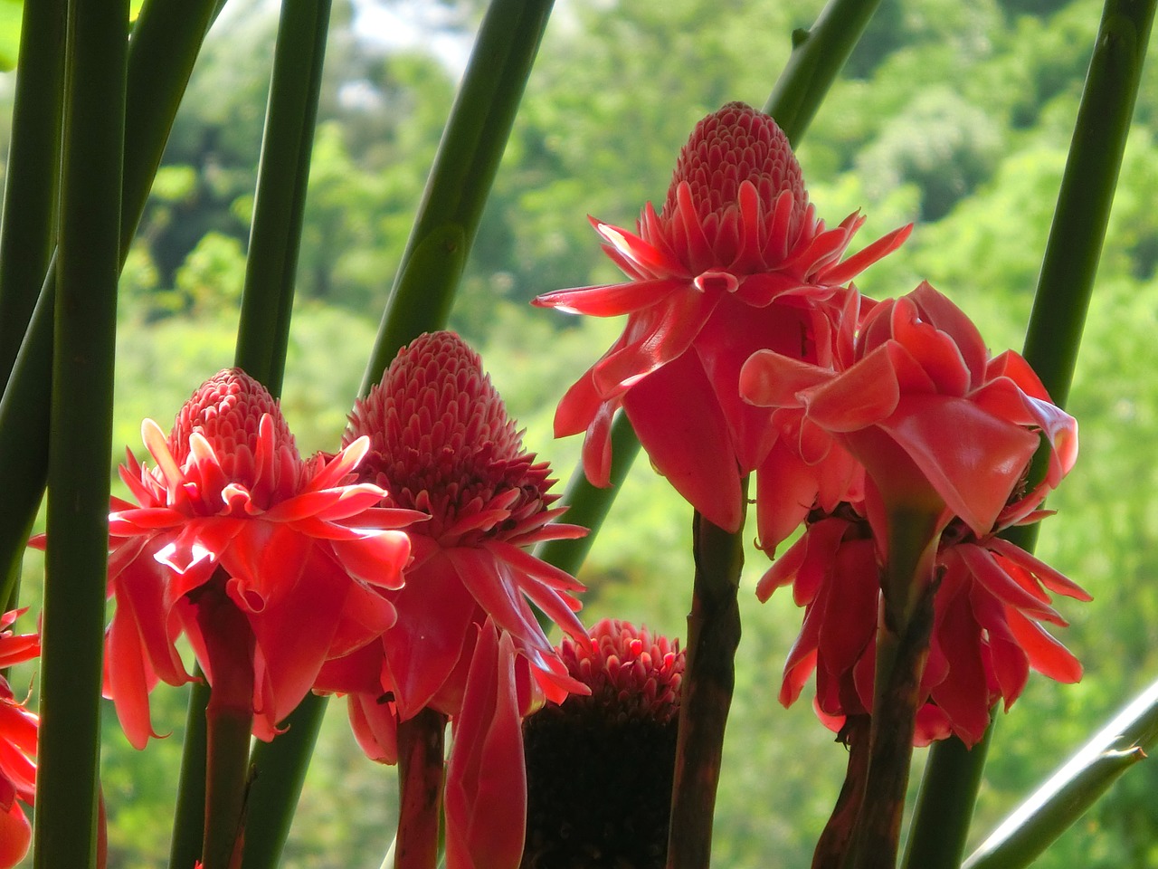 torch ginger flower plant flowers free photo