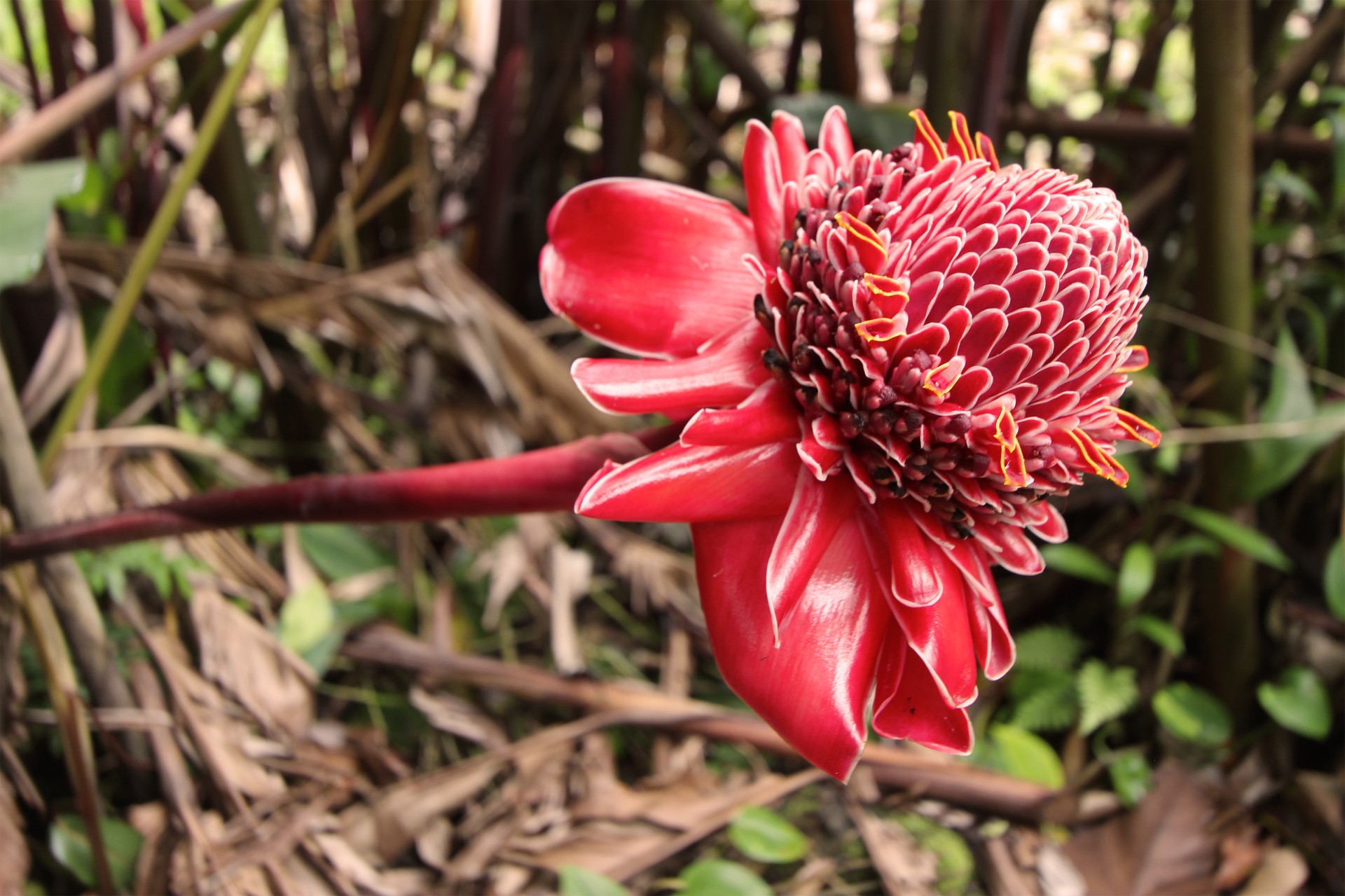 torch ginger flower red free photo