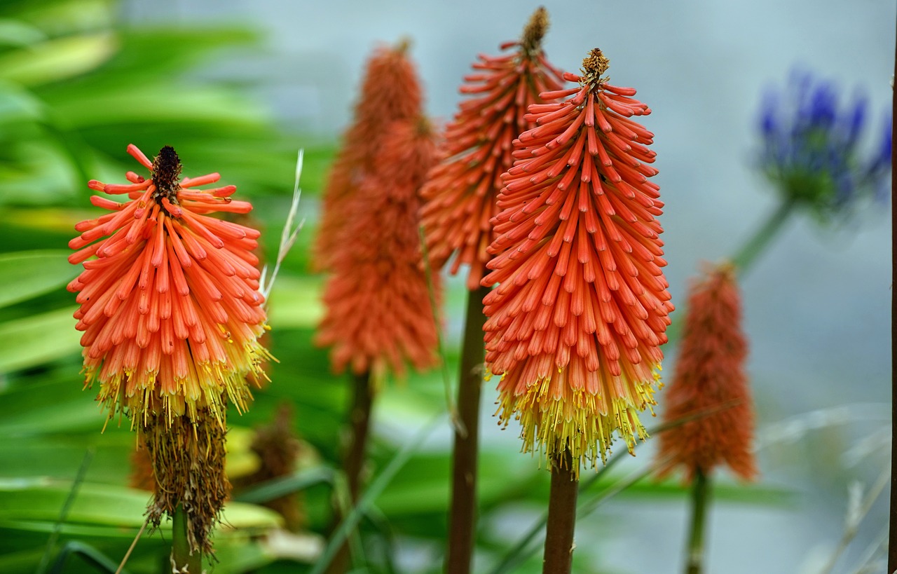 torch lily red hot poker red free photo