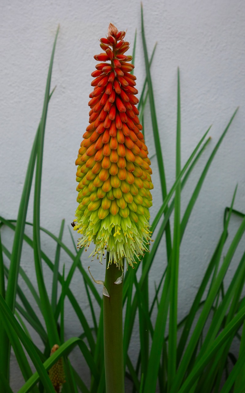 torch lily  rocket flower  blossom free photo