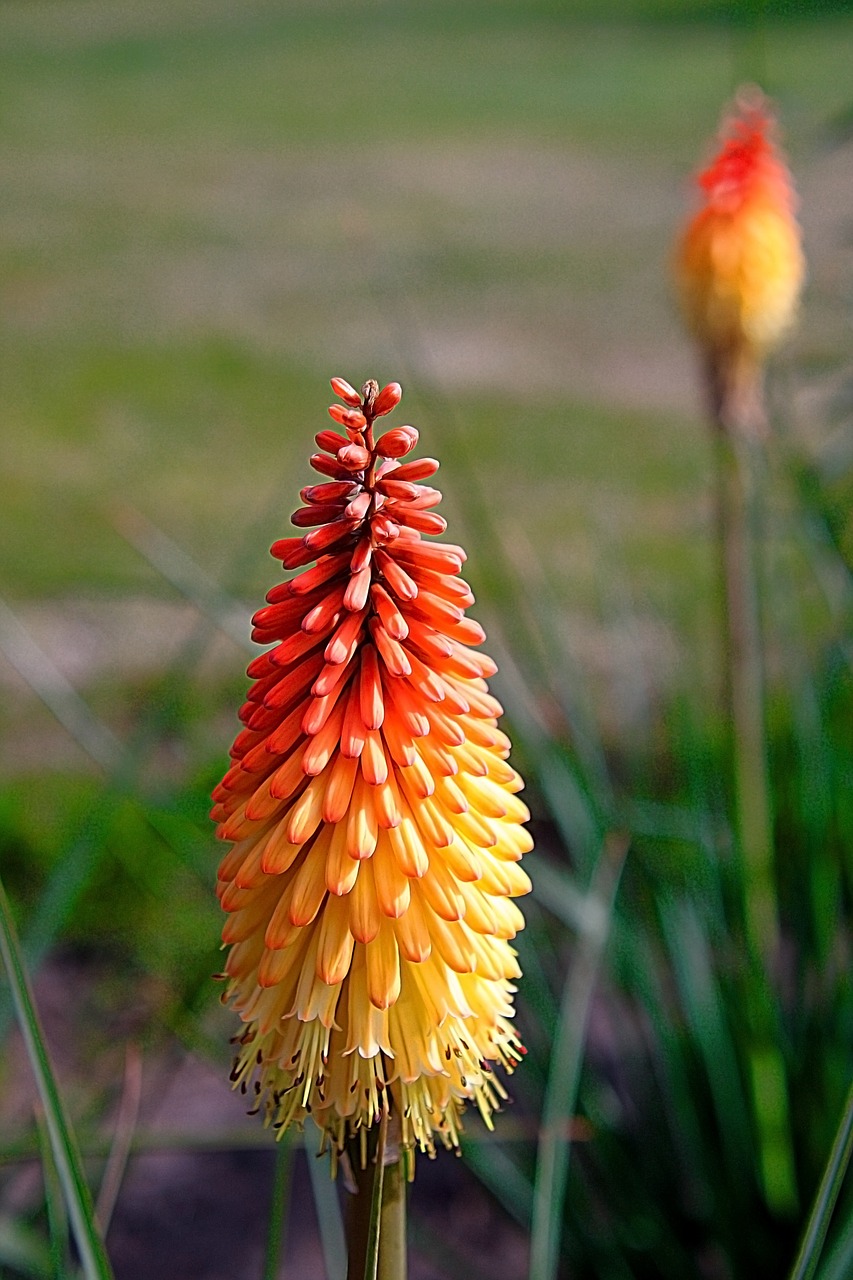 torch lily tritoma flower free photo