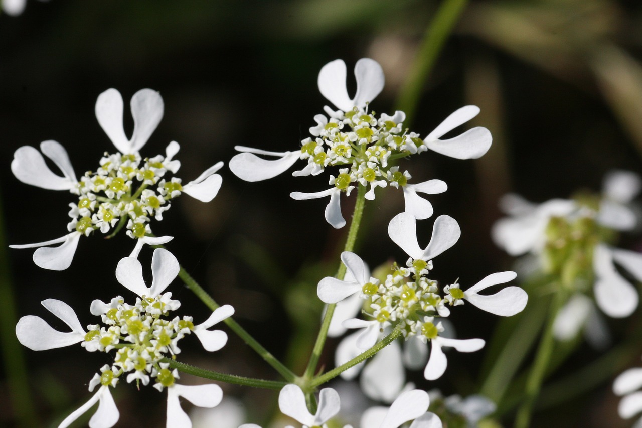 tordylium apulum flower free photo