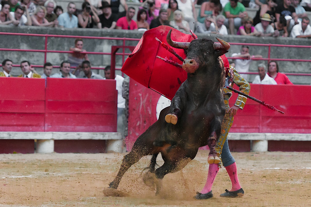 toreador bullfight bulls free photo
