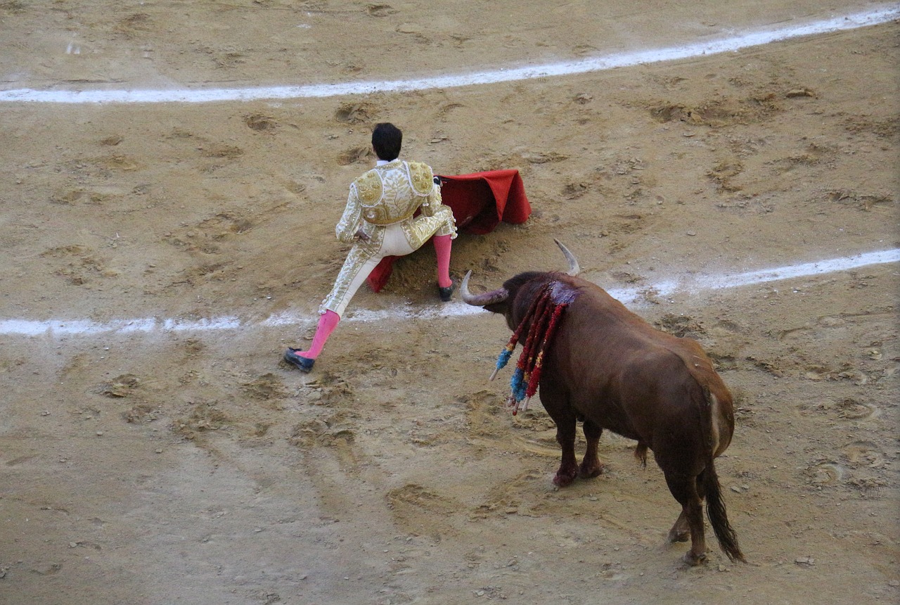 torero bullring blood free photo