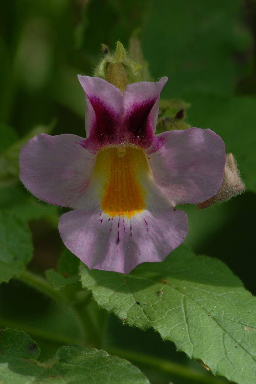 torito flower nature flora free photo