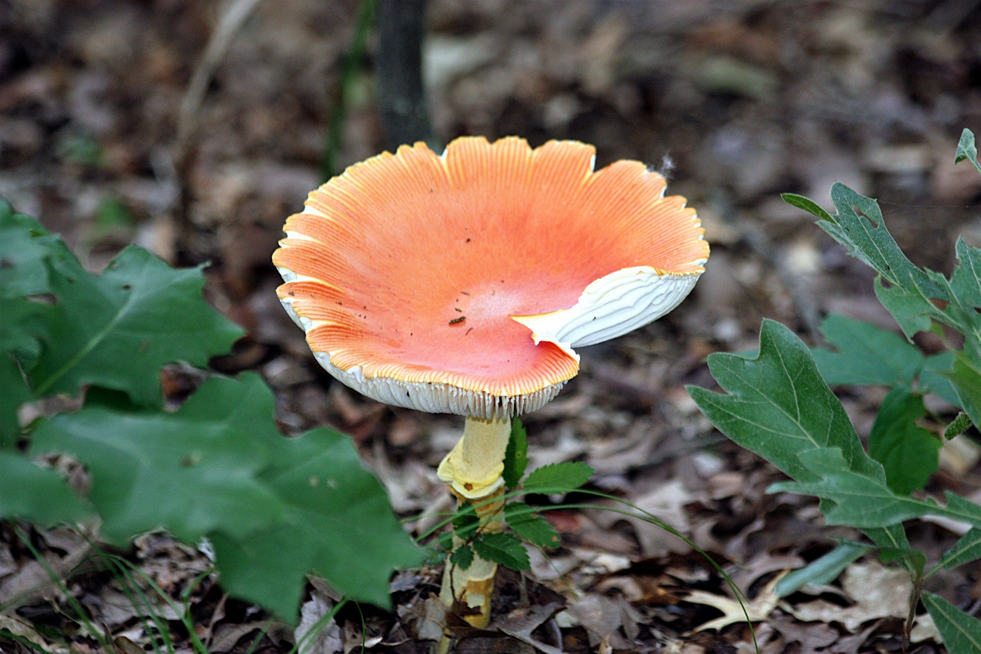 nature plants fungi free photo