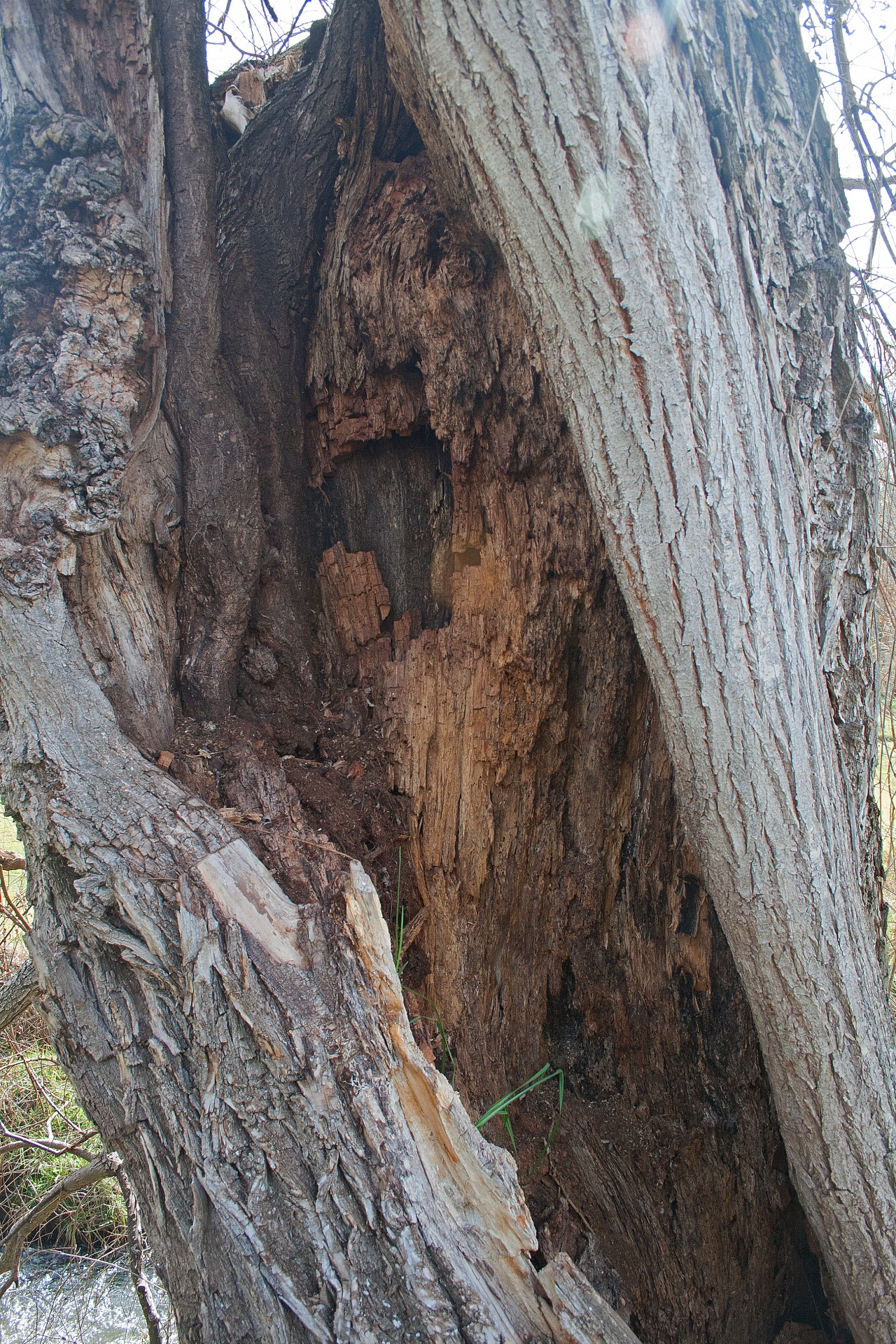 tree trunk split free photo