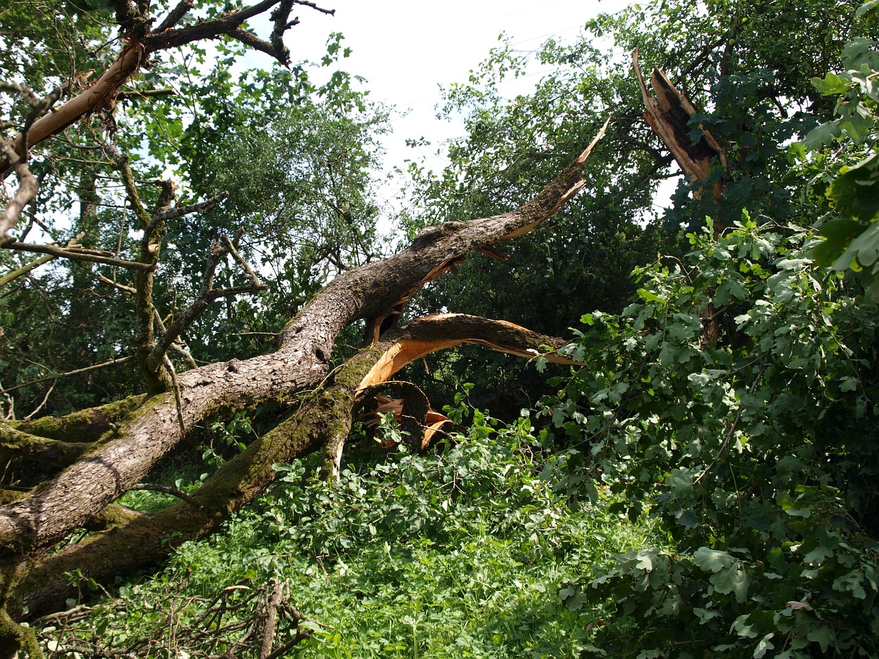 tornado damage tree force of nature free photo