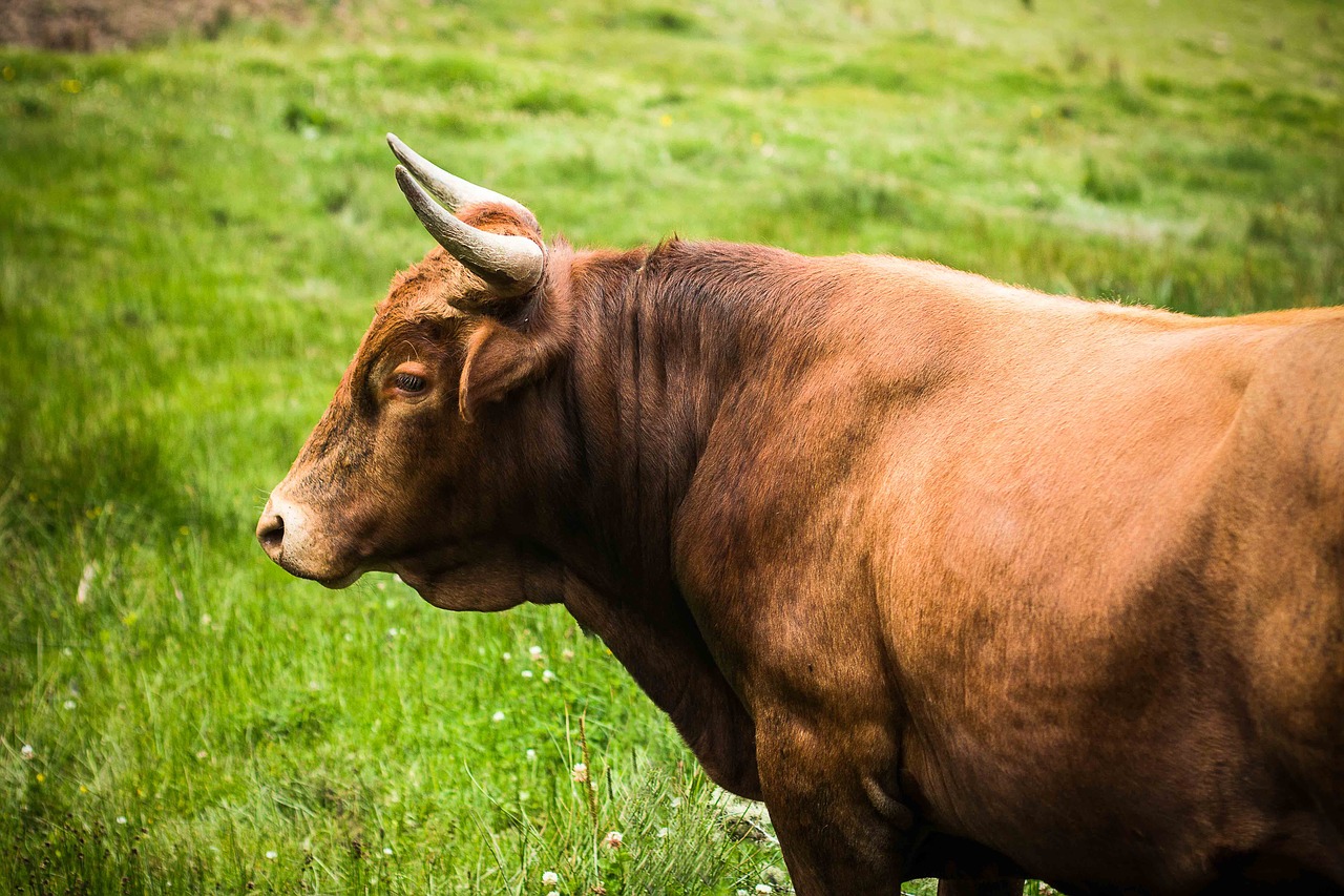 toro ox plow free photo